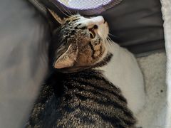 -瑞派申生动物医院·24H夜诊·国际动物医疗中心·骨外科(吴中路店)