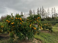 -前小桔亲子创意农场·草莓采摘·露营烧烤