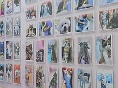 -全心全意连锁动物医院·微创中心·内科急重症·心脏专科(丰管路店)