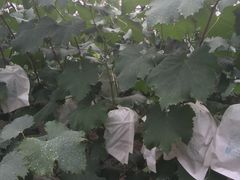 -马陆小张葡萄园农家乐