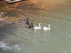 -中海·庐山西海君澜度假酒店·味屿全日制餐厅