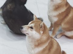-柴源莊·柴小宠柴犬咖啡