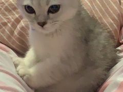 -顺强宠物诊所·狂犬免疫·夜诊·骨科(嘉定店)