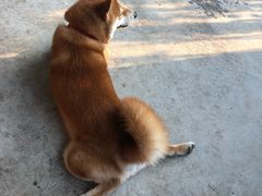 -柴犬高等学院·狗咖·柴犬售卖·宠物训练