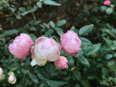 -人民公园(罗湖区)