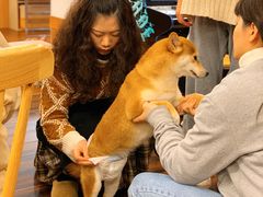 -豆柴町-柴犬主题狗咖(红鼎国际C座店)