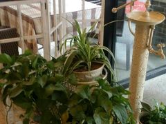 -嘉喜来比萨(罗马花园店)