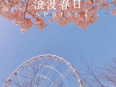 -顾村公园