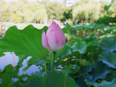 -陈家山荷花公园