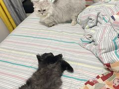 -momokira米努特·德文卷毛猫·棉花面纱犬