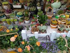 -循礼门鲜花花市(武汉循礼门店)