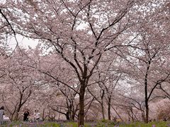 -武汉大学-樱园
