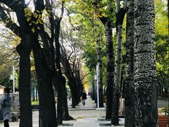 -三里屯东五街银杏大道