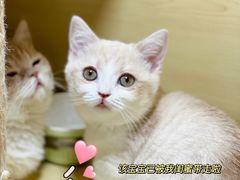 -猫宠乐园·专业洗护