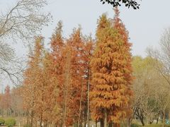 -贡湖湾湿地公园