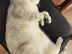 -有猫主题·治愈系猫咖(曾厝垵店)