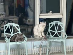 -喵百万·布偶·蓝金金渐层英短·猫舍(百子湾店)