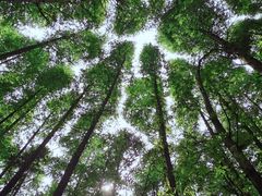 -山王坪喀斯特国家生态公园