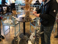 -共舞时光猫咖·狗咖(新街口店)