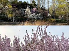 -朝阳公园