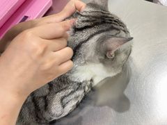-瑞派名望志远动物医院·猫科·內科·异宠专科(直港大道店)