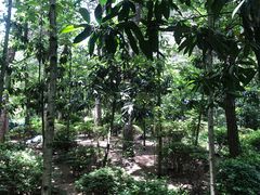 -铁山坪森林公园