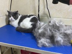 -瑞鹏宠物医院·猫科·宠保定点(梅溪湖分院)