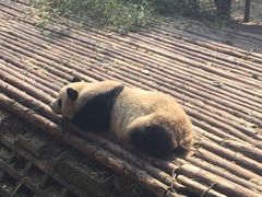 -成都大熊猫繁育研究基地