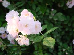 -洨河生态公园