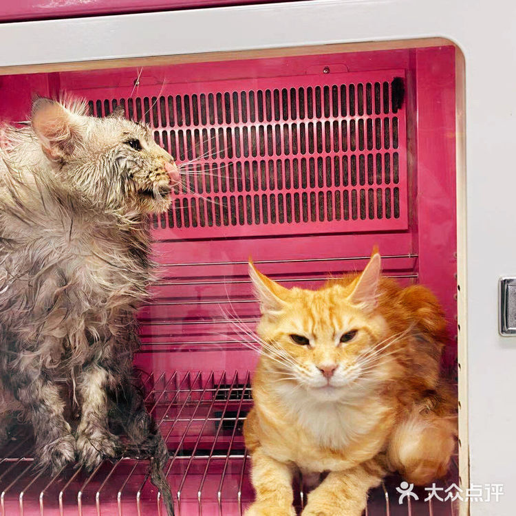 大缅因在烘干箱里被“舒服”彻底打败了