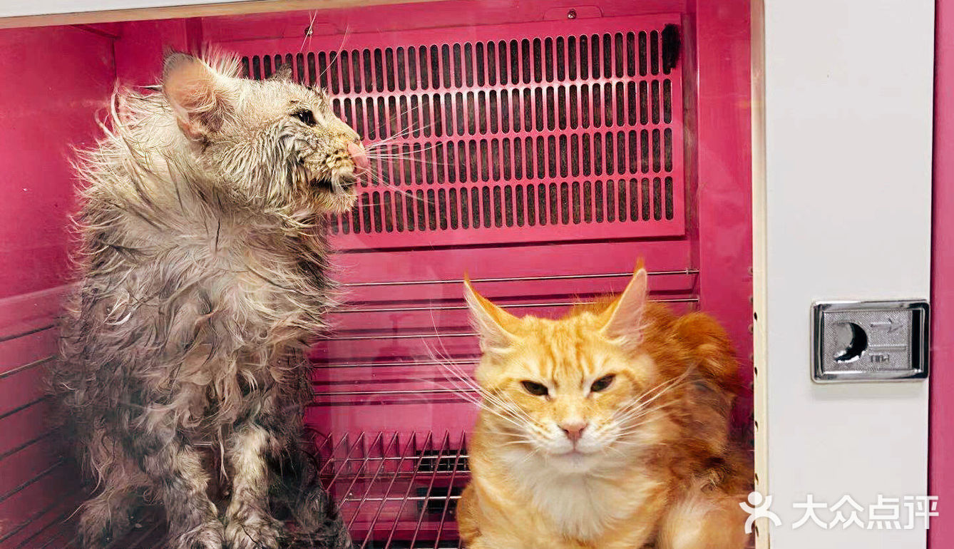 大缅因在烘干箱里被“舒服”彻底打败了