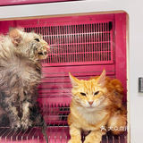 大缅因在烘干箱里被“舒服”彻底打败了