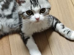 -欣宠猫屋·矮脚拿破仑·蓝金金渐层
