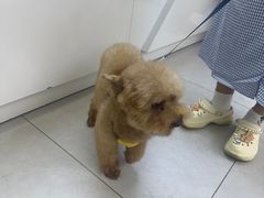 -达爱动物医院·犬猫分区·CT·复杂眼科(远洋山水分院)