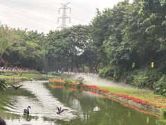 -广州长隆飞鸟乐园