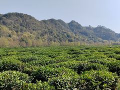 -中国茶叶博物馆(双峰馆区)