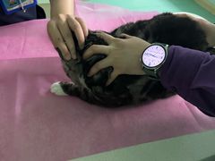 -北京观赏动物医院·24小时大型综合·猫专科·异宠专科