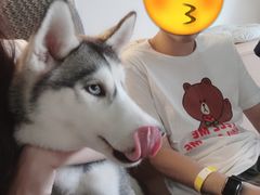 -Husky Go! 哈士奇体验馆·宠物咖啡厅狗咖
