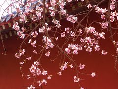 -桃花堤公园