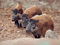 -清迈夜间动物园