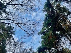 -潜山国家森林公园