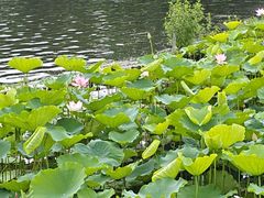 -荔湾湖公园