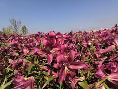-径山花海