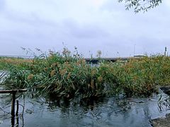 -绿堤公园
