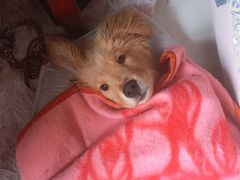 -香河县乐康动物诊所
