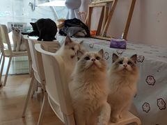 -猫咪派对(江南西店)