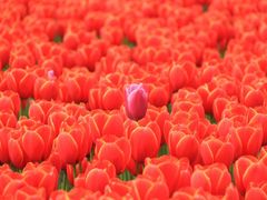 -大宁郁金香公园-停车场