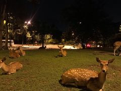 -清迈夜间动物园