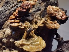 -青田石雕博物馆