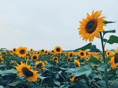 -映月湖中央公园